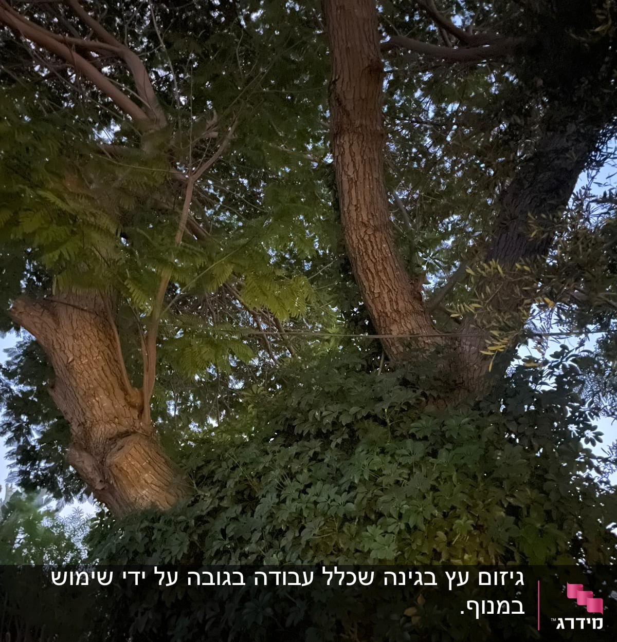 עץ עם ענפים ועלים צפופים, מתאים לגיזום